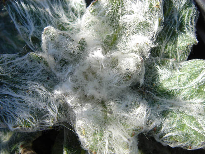 Hieracium eriophorum photo